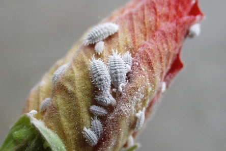 Mealybugs, Root Aphids, Spotted Lanternfly: Just a Normal Week
