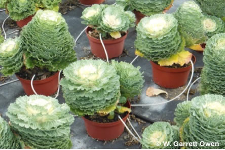 Controlling Stretch of Ornamental Cabbage and Kale