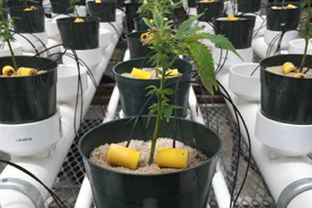 Hemp Nutrient Disorders Scientific Research Update from NC State 