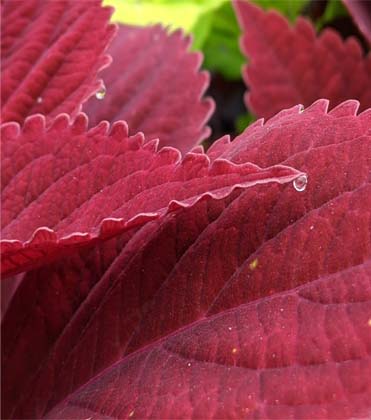 Coleus Physiological Disorder Photo Guide