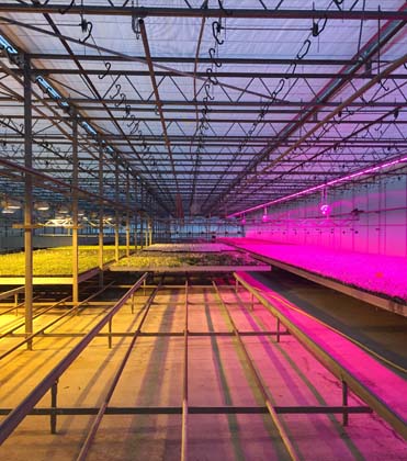 Are there Risks of Working under LED Supplemental Lighting?