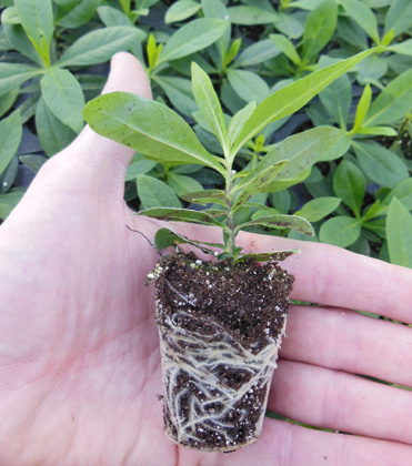 Improving Rooting Uniformity with Rooting Hormones