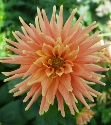 Dahlias: Getting More Popular With People (and Pests)