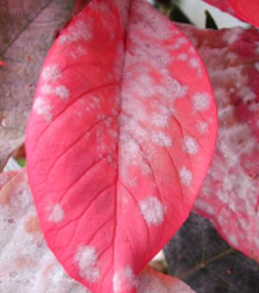 A Quick Review of Poinsettia Powdery Mildew