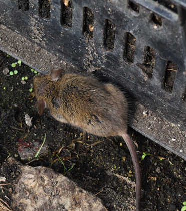 Safeguarding Overwintering Structures and Greenhouses from Rodent Infestations